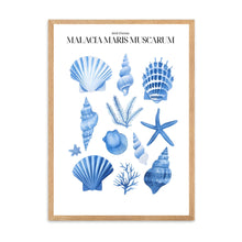 Load image into Gallery viewer, Shells Blue II | Wall Art