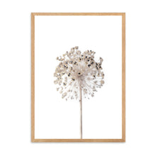 Load image into Gallery viewer, Neutral Dandelion | Framed Print