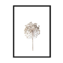 Load image into Gallery viewer, Neutral Dandelion | Framed Print
