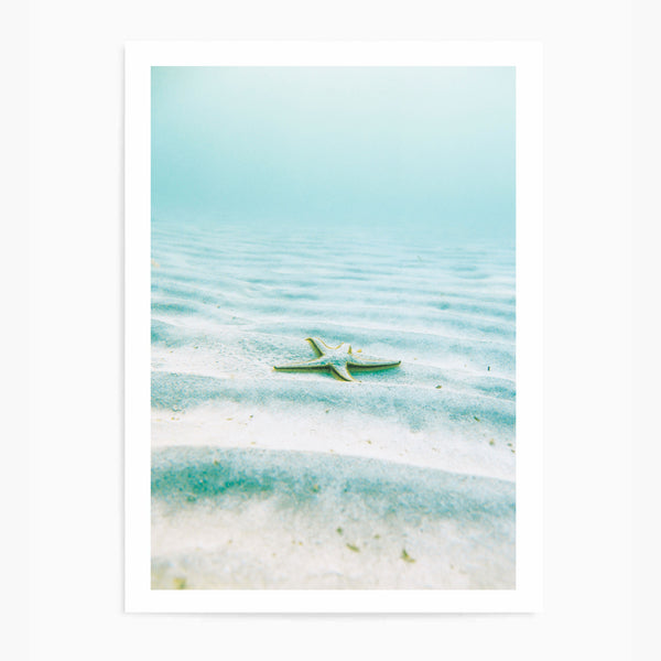 Starfish II | Art Print