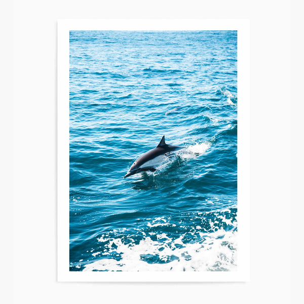 Dolphin | Art Print