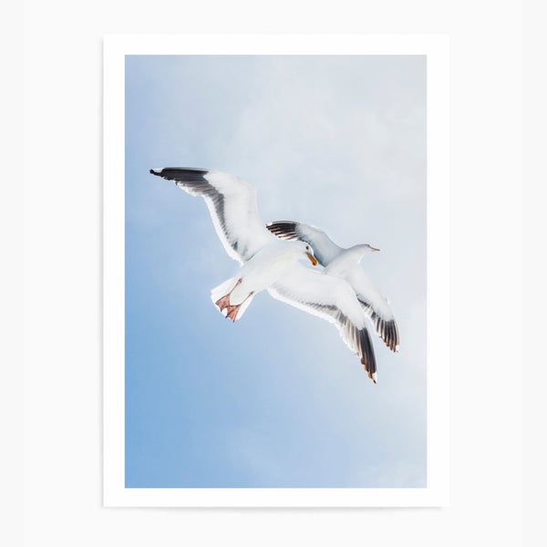 Flying Seagulls | Art Print