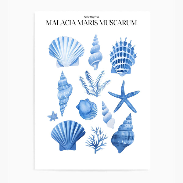 Shells Blue II | Wall Art