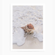 Load image into Gallery viewer, Seashell On The Sea Shore | Art Print
