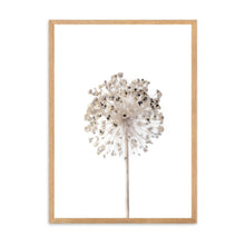 Load image into Gallery viewer, Neutral Dandelion | Framed Print
