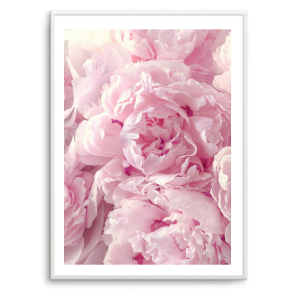 Peony Pink III
