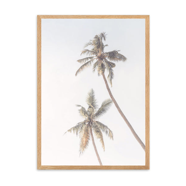 Coastal Palm Tree | Framed Print