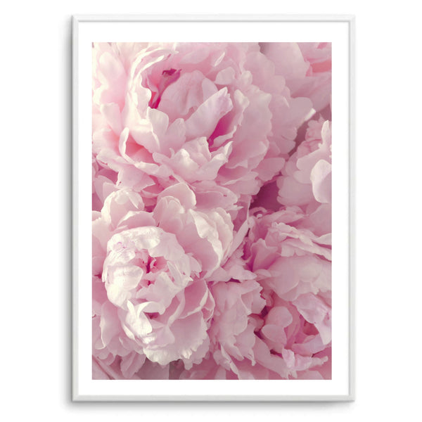 Peony Pink IV