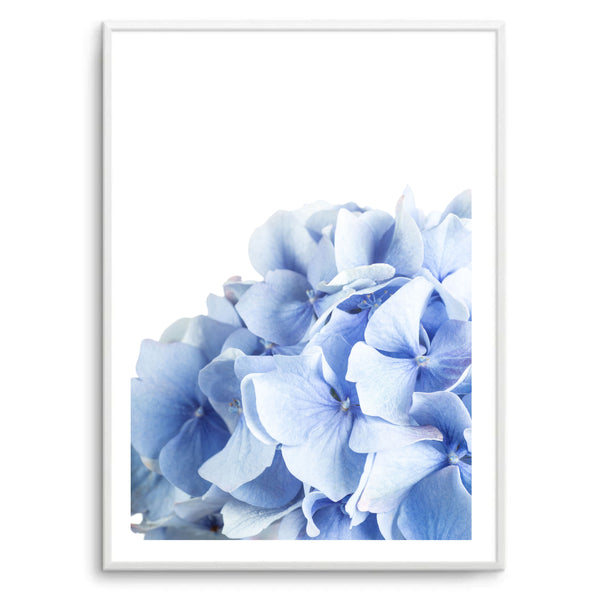 Hydrangea Blue