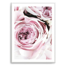 Load image into Gallery viewer, Peony Pink II
