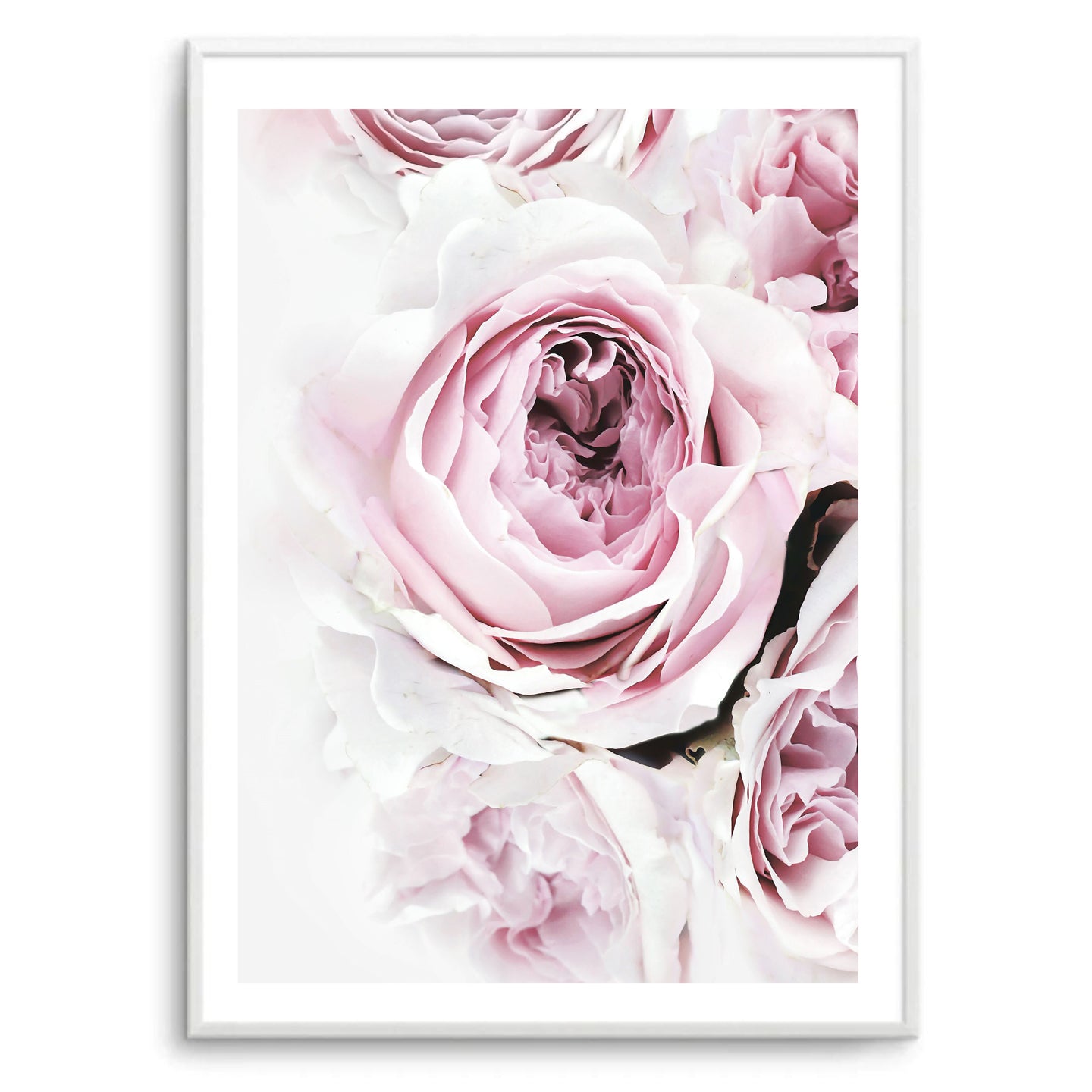 Peony Pink I