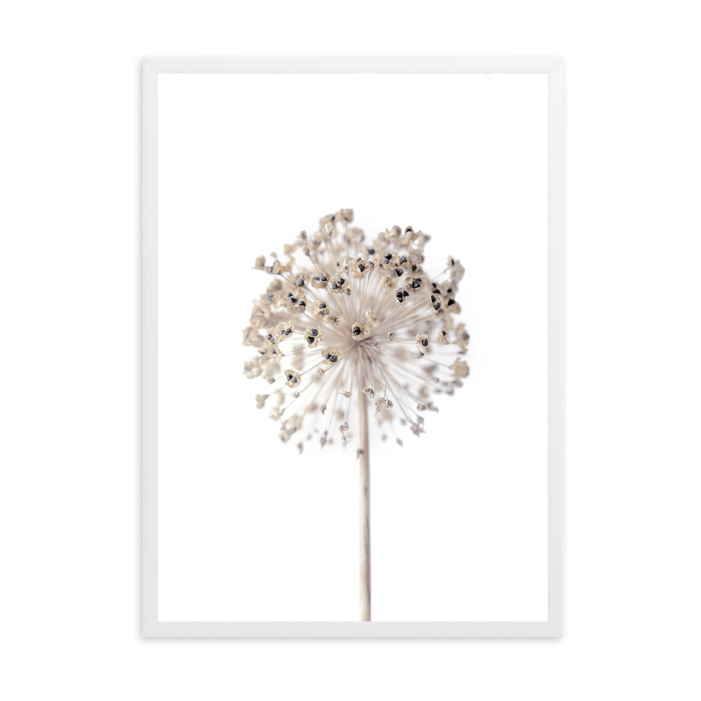 Neutral Dandelion | Framed Print